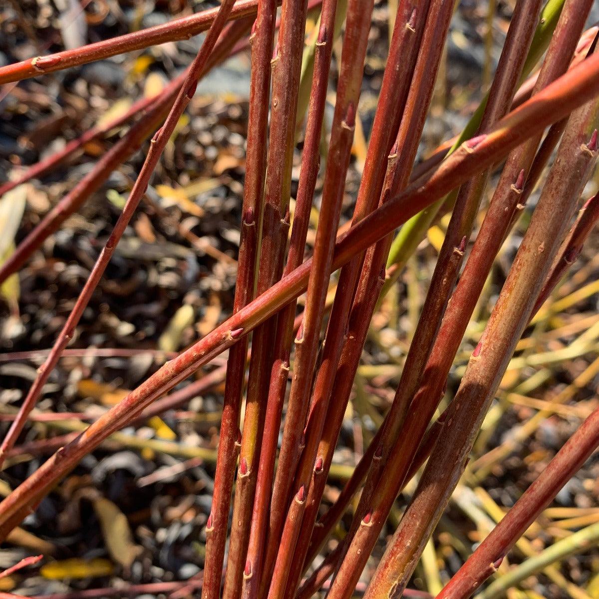 Dark Dicks Willow Cutting - Dingdong's Garden