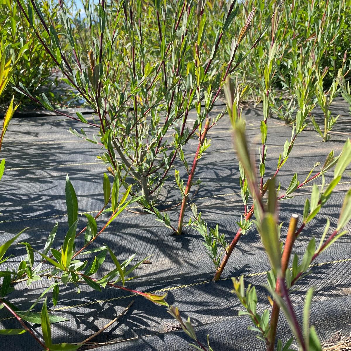 Dark Dicks Willow Cutting - Dingdong's Garden