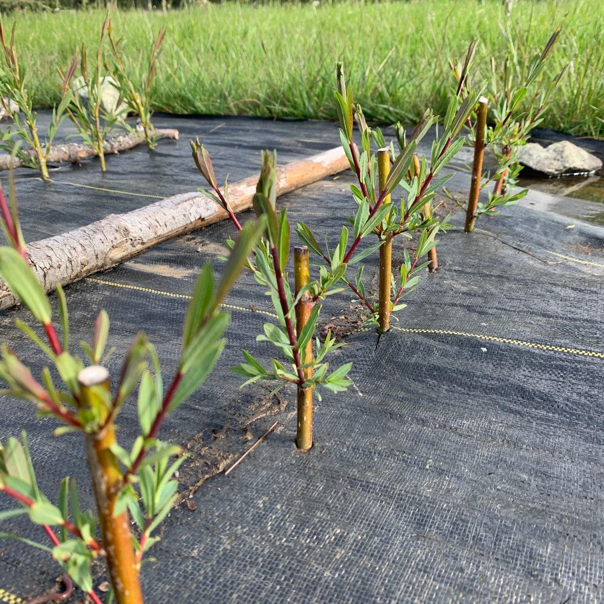 Dark Dicks Willow Cutting - Dingdong's Garden