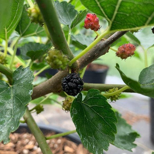 David Smith Mulberry Cutting - Dingdong's Garden