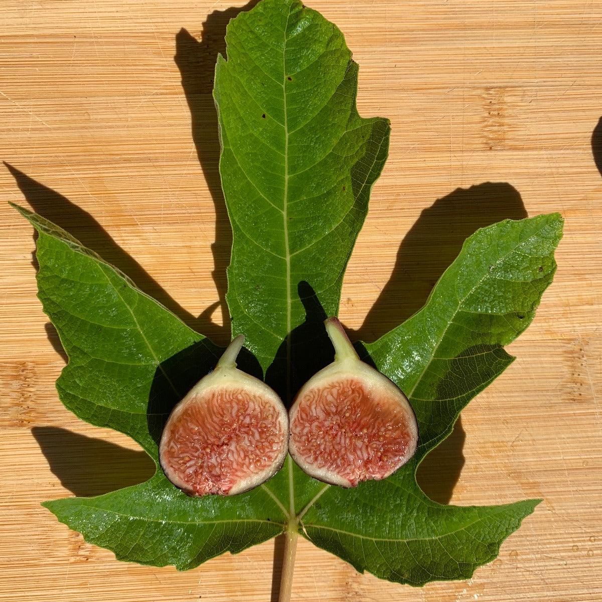 De Tres Esplets Fig Cutting - Dingdong's Garden