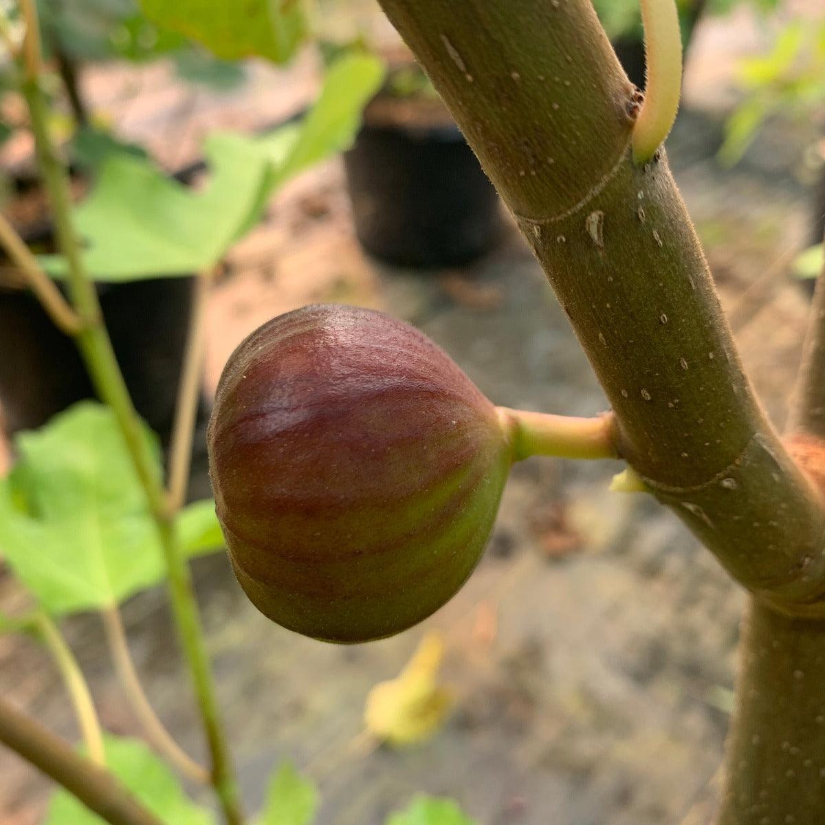 De Tres Esplets Fig Cutting - Dingdong's Garden