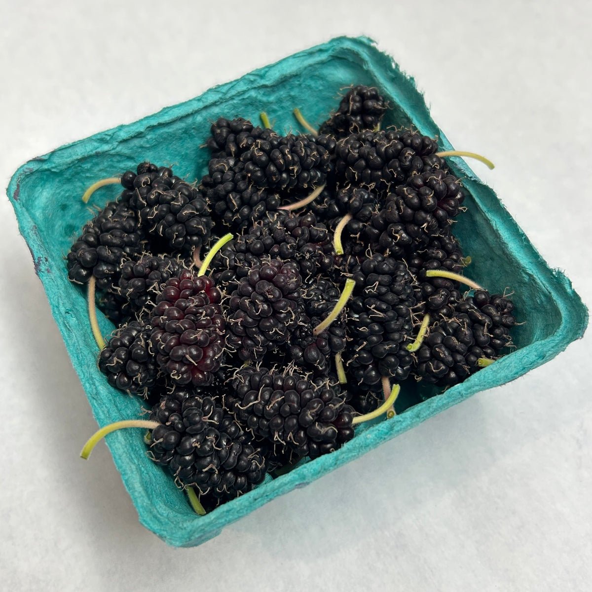 Delightful Mulberry Cutting - Dingdong's Garden