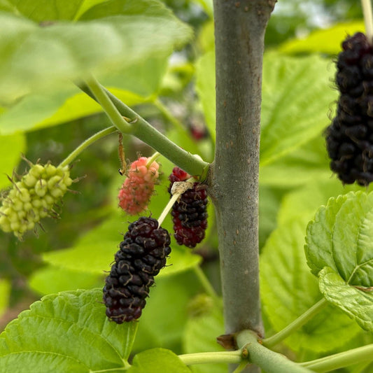 Delightful Mulberry Cutting - Dingdong's Garden