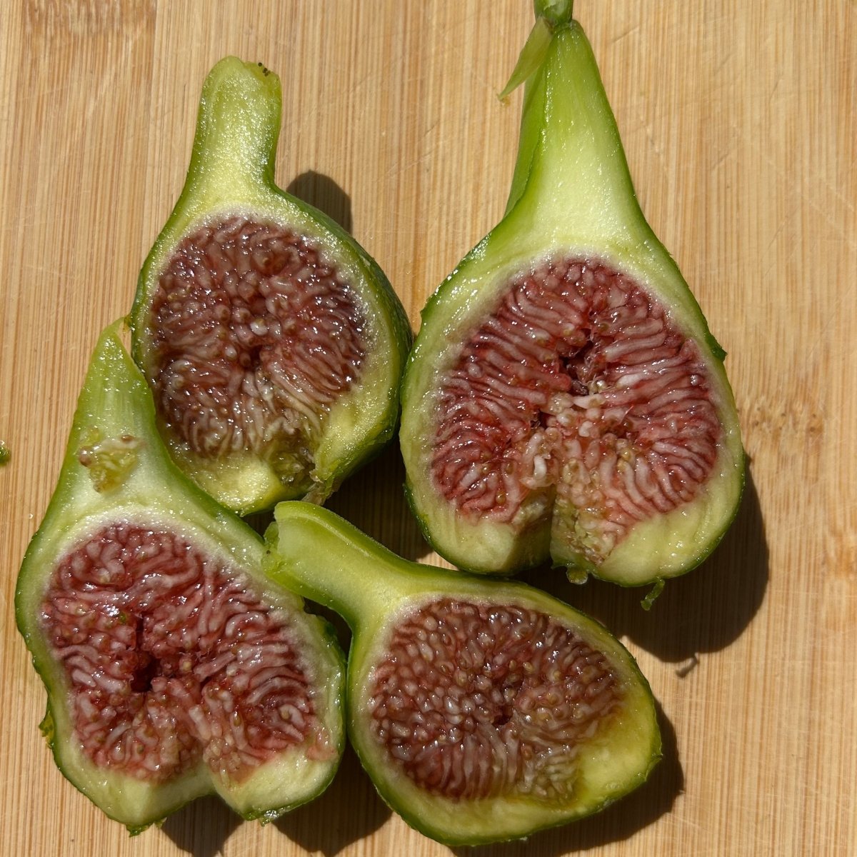 Desert King Fig Cutting - Dingdong's Garden