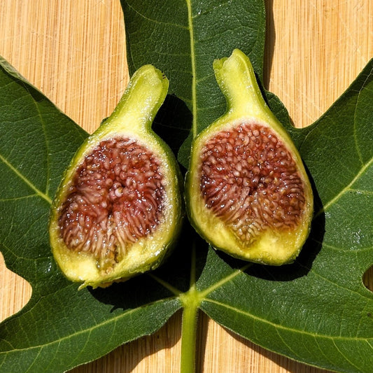 Desert King Fig Cutting - Dingdong's Garden