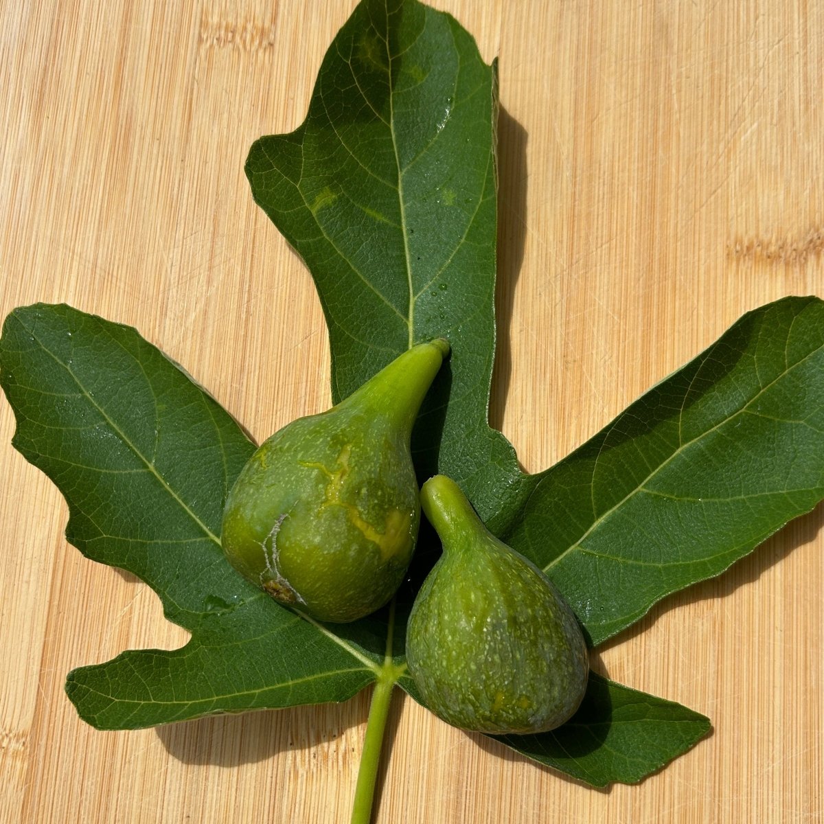 Desert King Fig Cutting - Dingdong's Garden