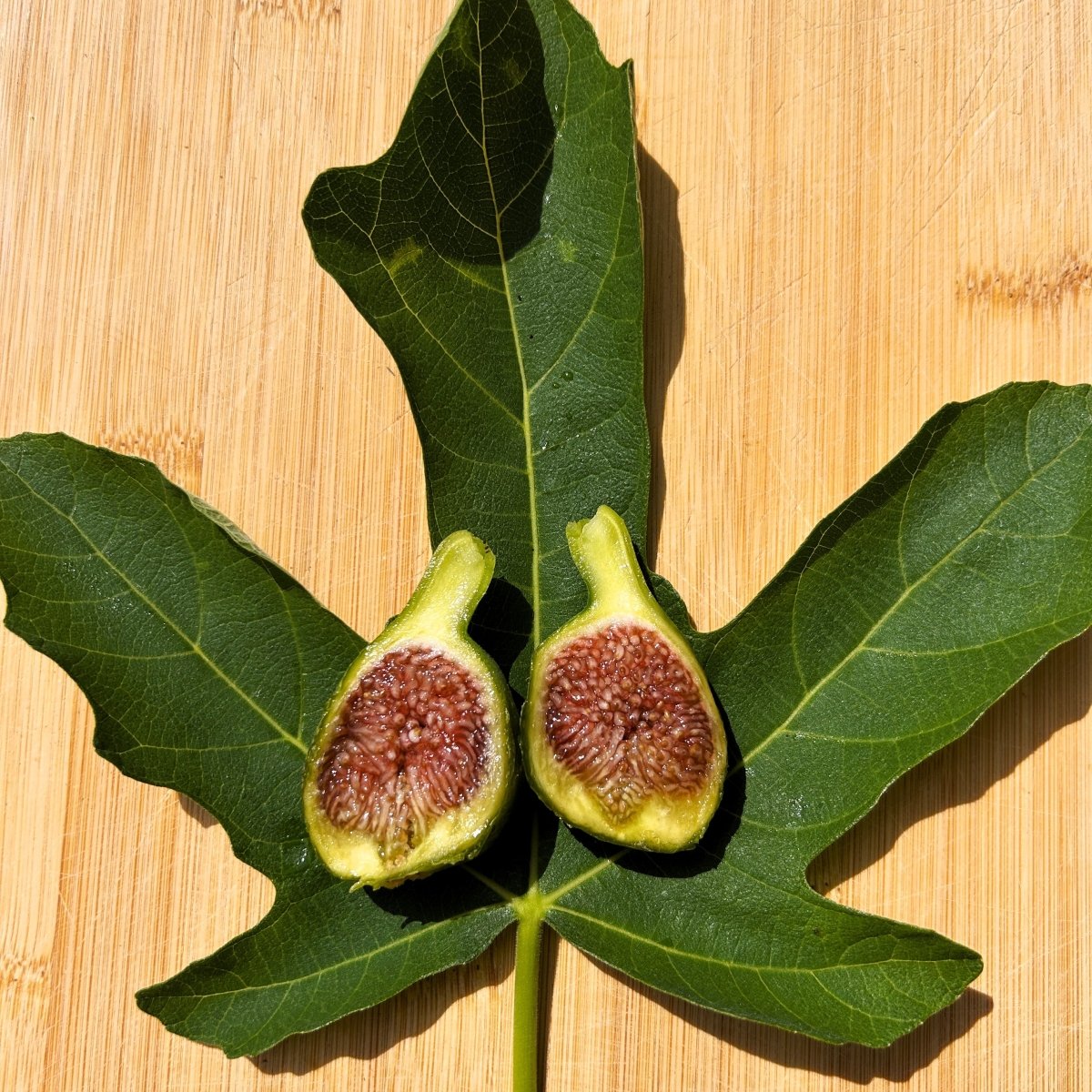 Desert King Fig Cutting - Dingdong's Garden