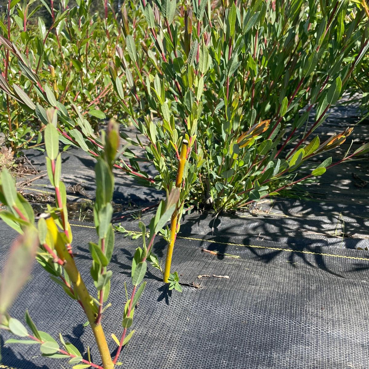 Dicky Meadows Willow Cutting - Dingdong's Garden