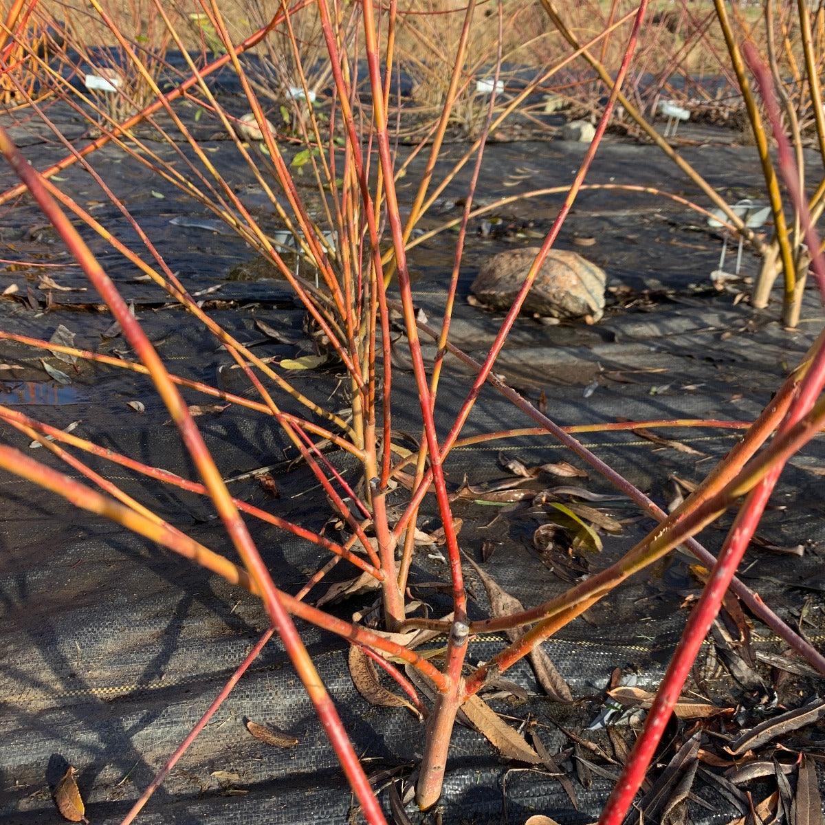 Dicky Meadows Willow Cutting - Dingdong's Garden