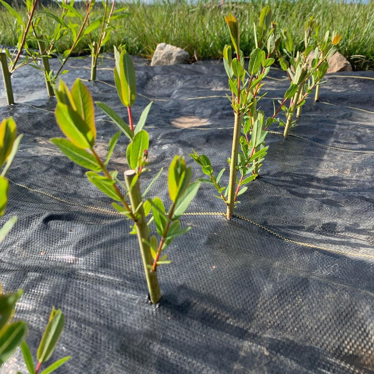 Dicky Meadows Willow Cutting - Dingdong's Garden