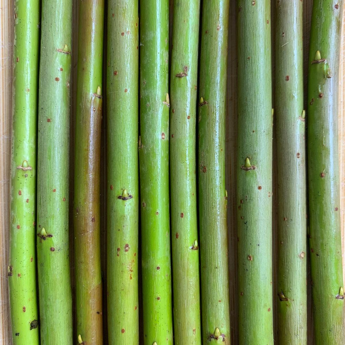 Dicky Meadows Willow Cutting - Dingdong's Garden