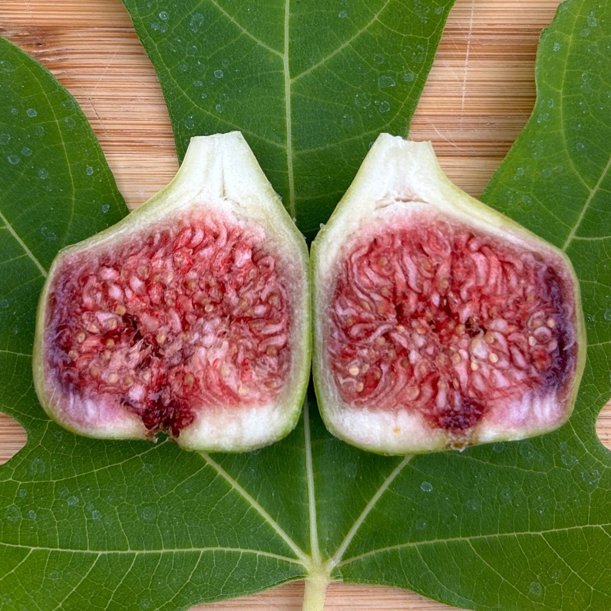 Dr Gowaty Fig Cutting - Dingdong's Garden