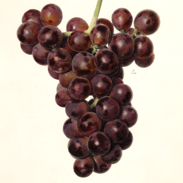 Dunkirk Grape 4x6 Decorative Card - Dingdong's Garden