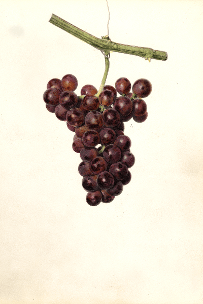 Dunkirk Grape 4x6 Decorative Card - Dingdong's Garden