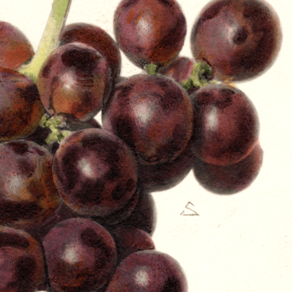 Dunkirk Grape 4x6 Decorative Card - Dingdong's Garden