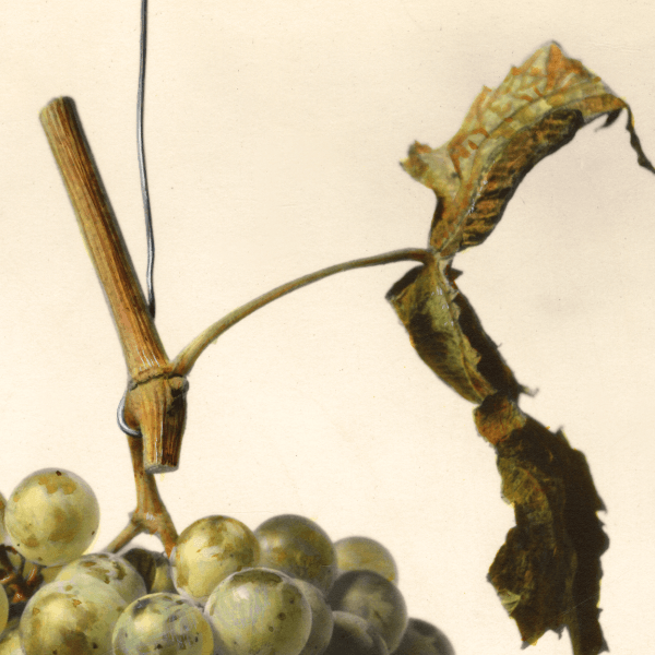 Dutchess Grape 4x6 Decorative Card - Dingdong's Garden