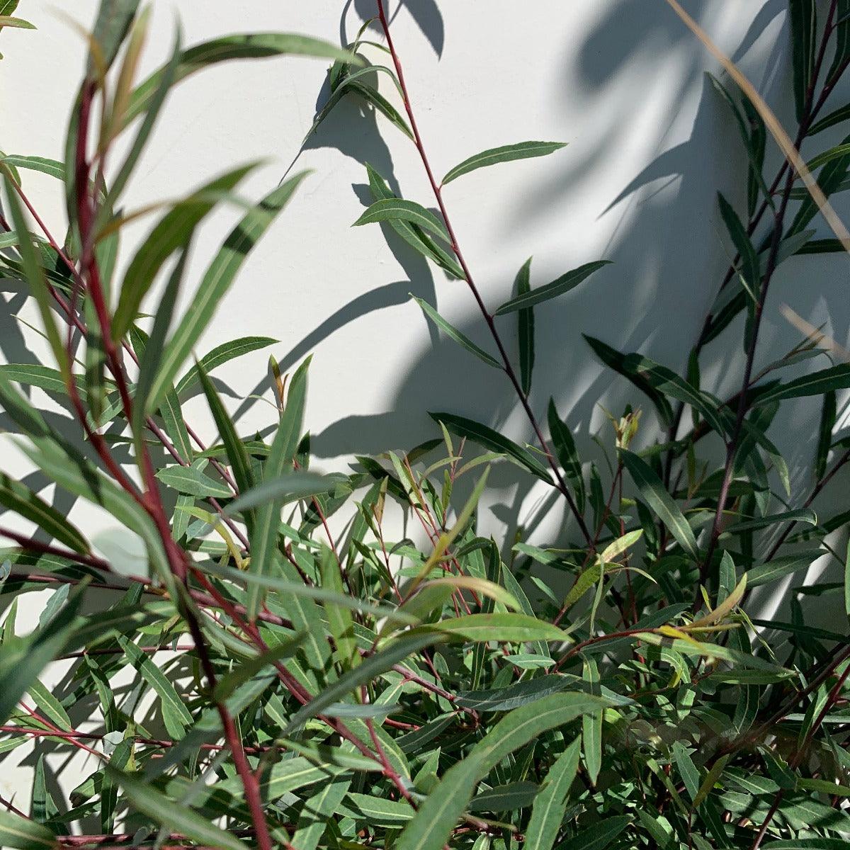 Dwarf Arctic Willow Cutting - Dingdong's Garden