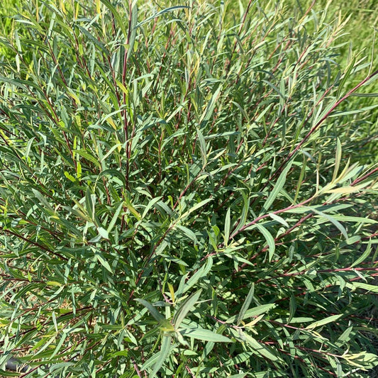 Dwarf Arctic Willow Cutting - Dingdong's Garden