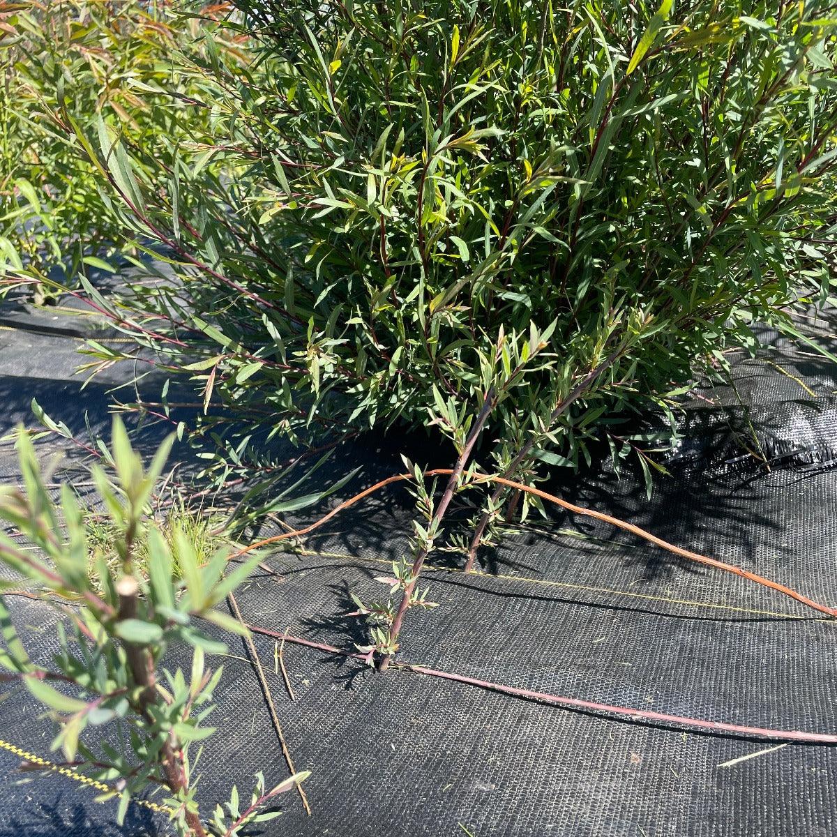 Dwarf Arctic Willow Cutting - Dingdong's Garden