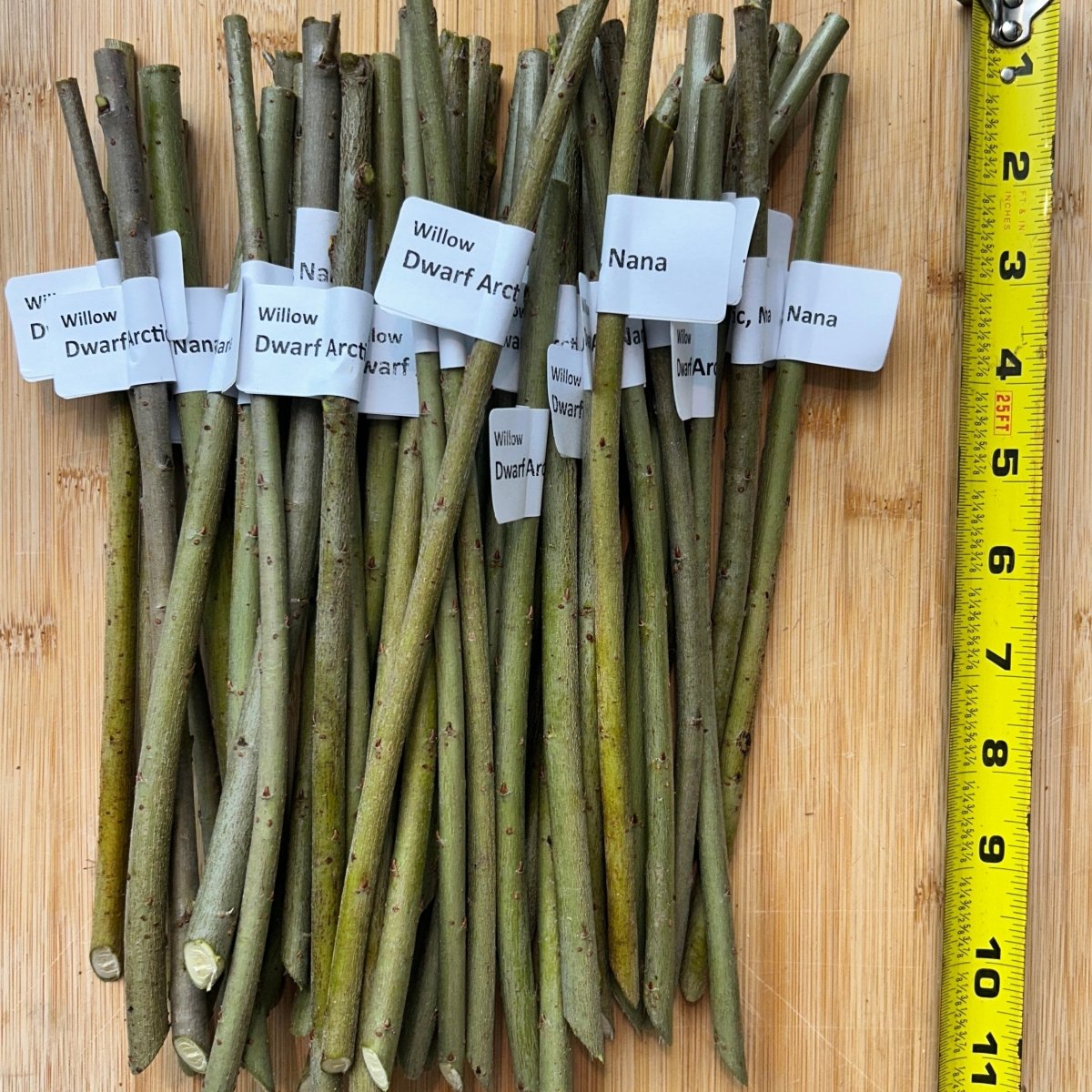Dwarf Arctic Willow Cutting - Dingdong's Garden