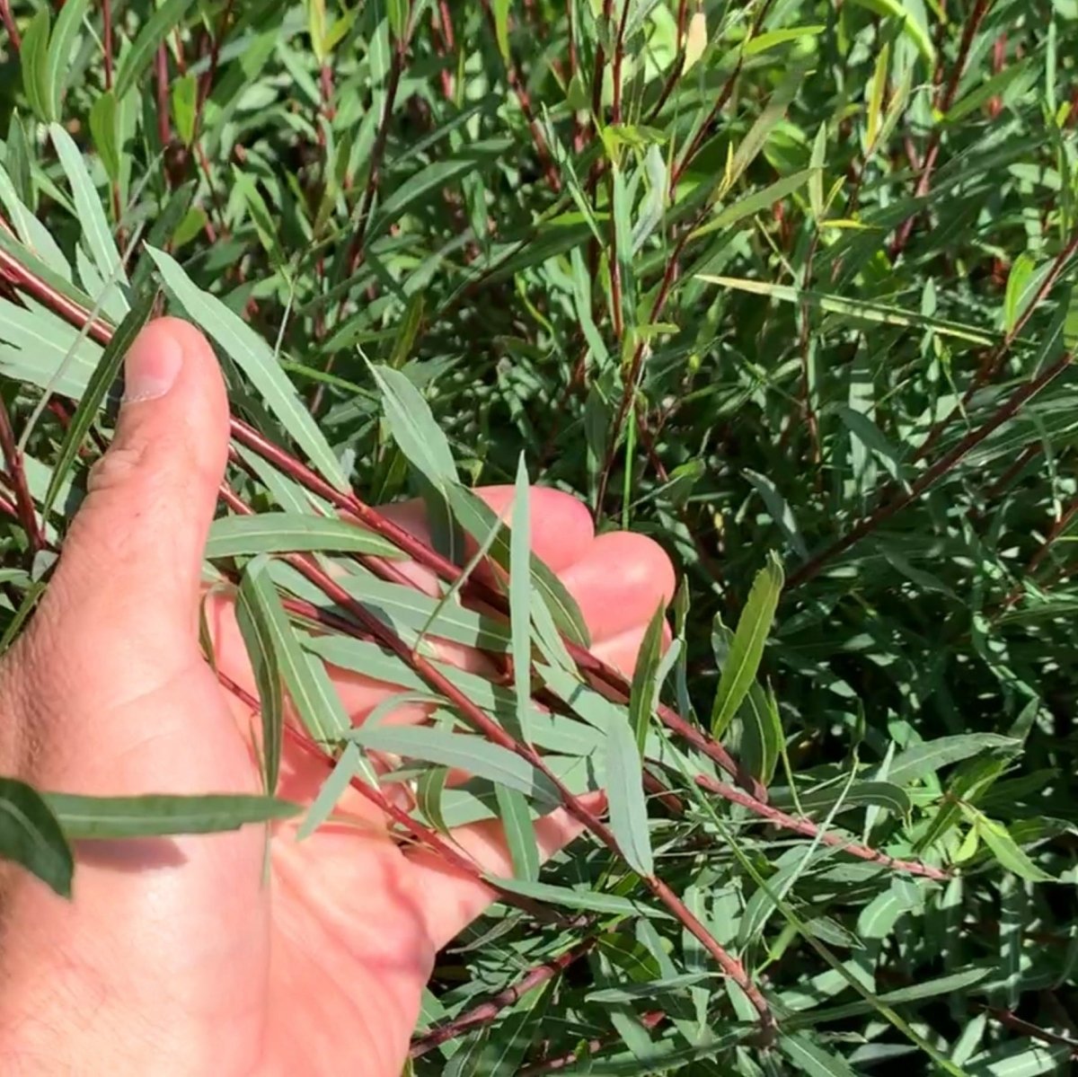 Dwarf Arctic Willow Cutting - Dingdong's Garden