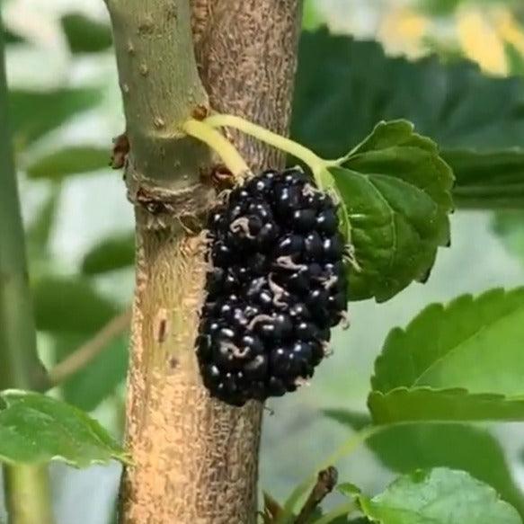 Dwarf Everbearing Mulberry Cutting - Dingdong's Garden