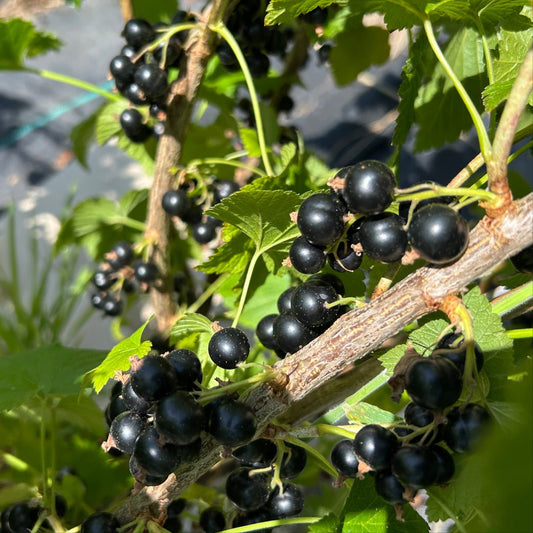 Eagle Black Currant Cutting - Dingdong's Garden