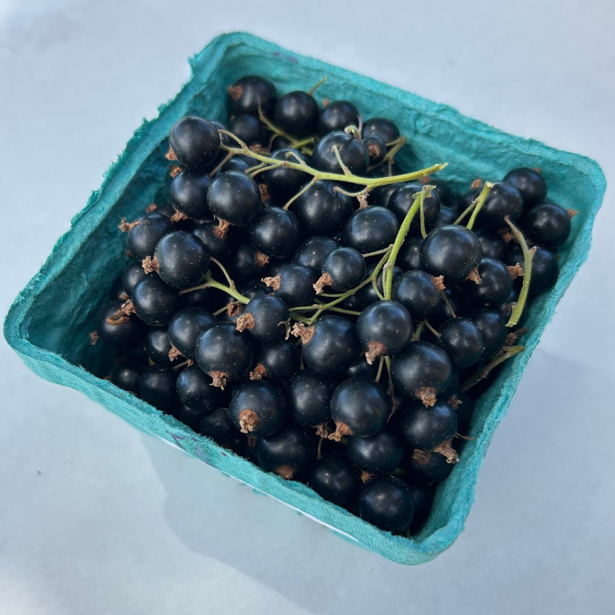 Eagle Black Currant Cutting - Dingdong's Garden