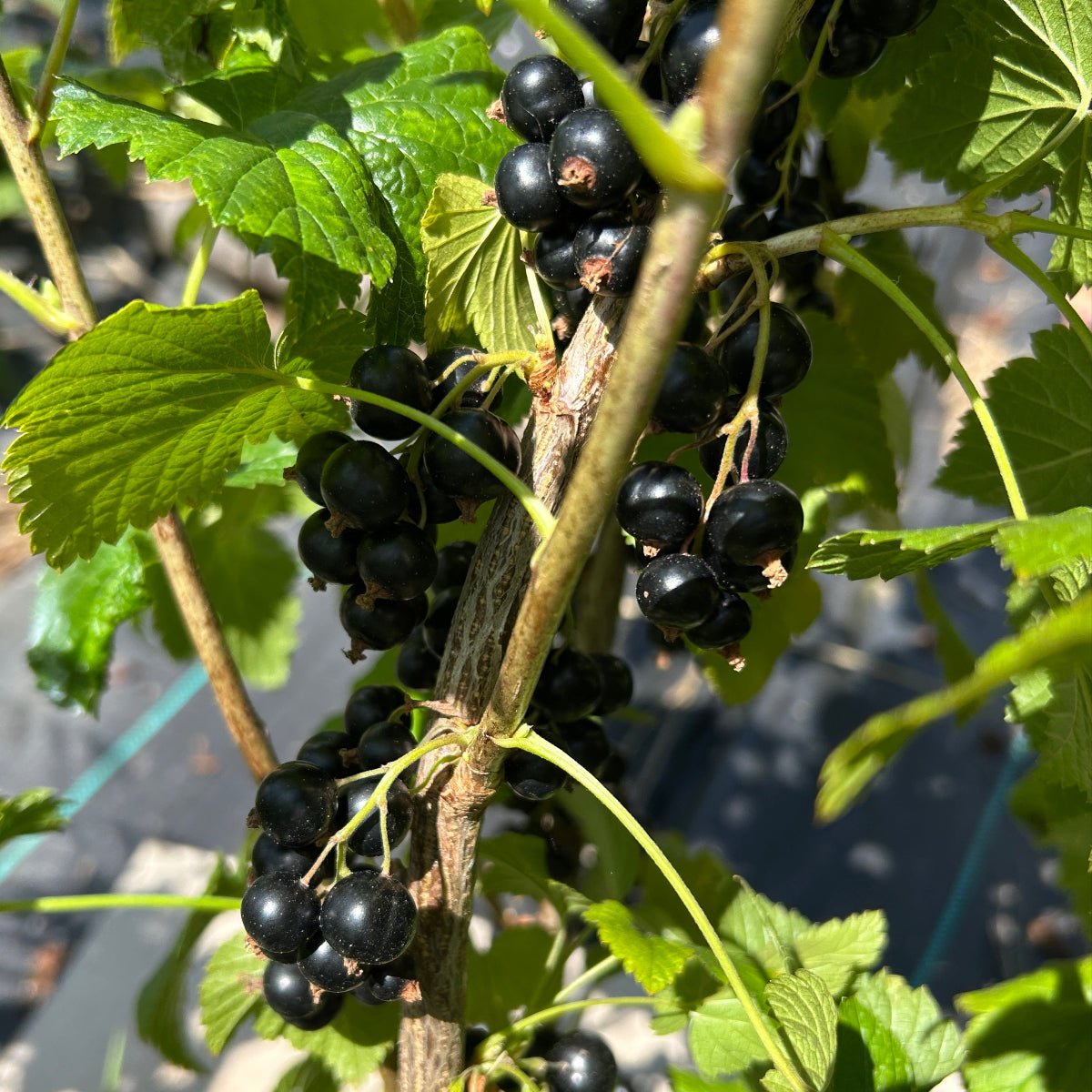 Eagle Black Currant Cutting - Dingdong's Garden