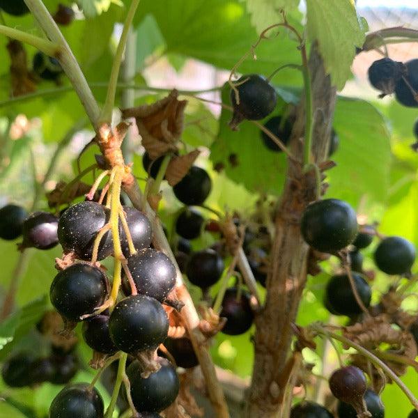 Eagle Black Currant Cutting - Dingdong's Garden