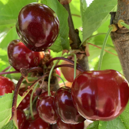 Early Burlat Cherry Scionwood - Dingdong's Garden