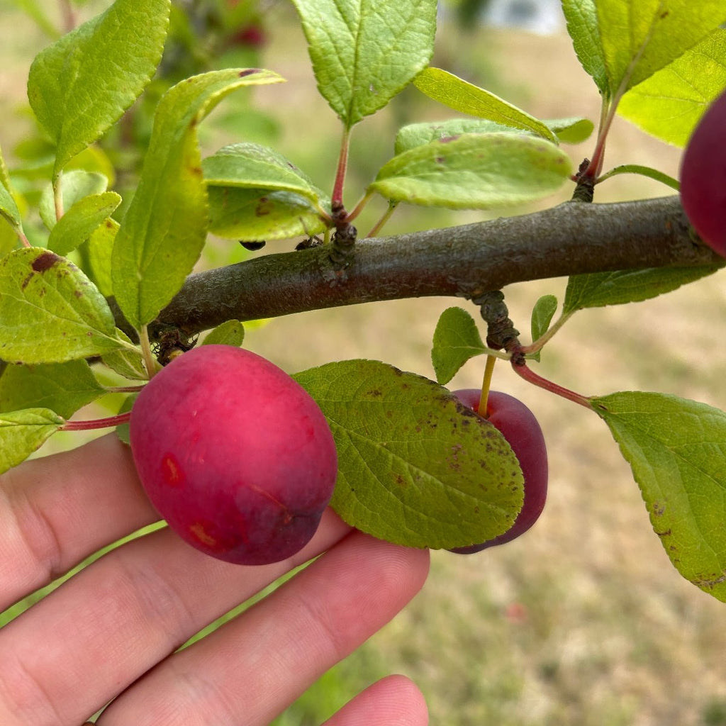 Early Laxton Plum Scionwood