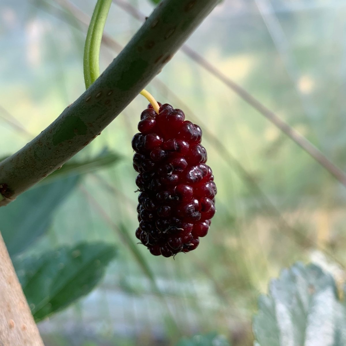Easier-to-Root Mulberry Bundle - Jan's Best, Riviera, Oscar, Walker's Greenstock - 4pc - Dingdong's Garden