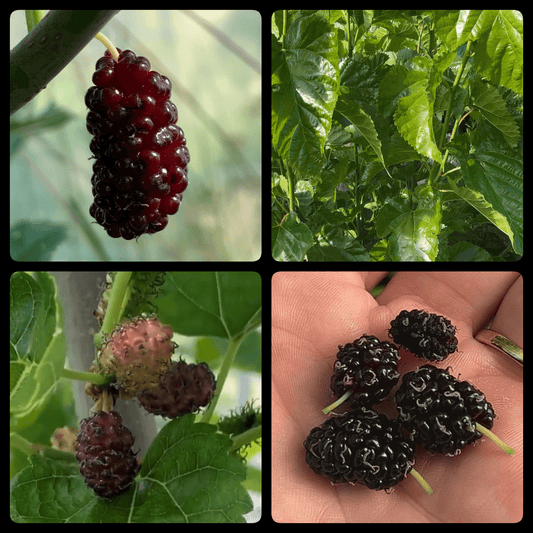 Easier-to-Root Mulberry Bundle - Jan's Best, Riviera, Oscar, Walker's Greenstock - 4pc - Dingdong's Garden