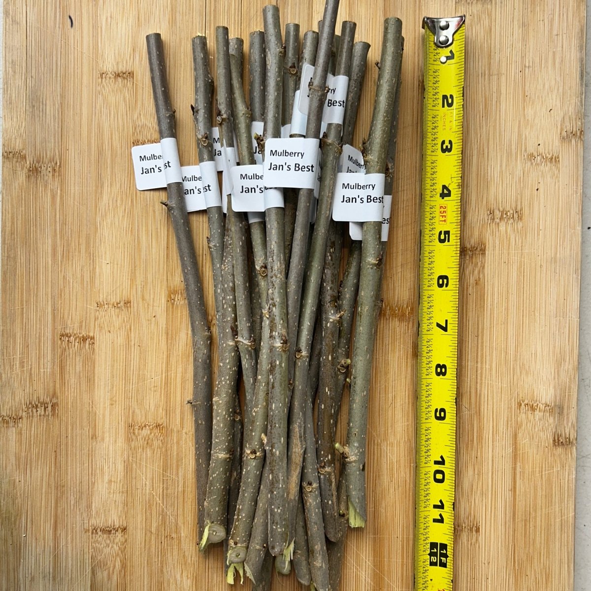 Easier-to-Root Mulberry Bundle - Jan's Best, Riviera, Oscar, Walker's Greenstock - 4pc - Dingdong's Garden