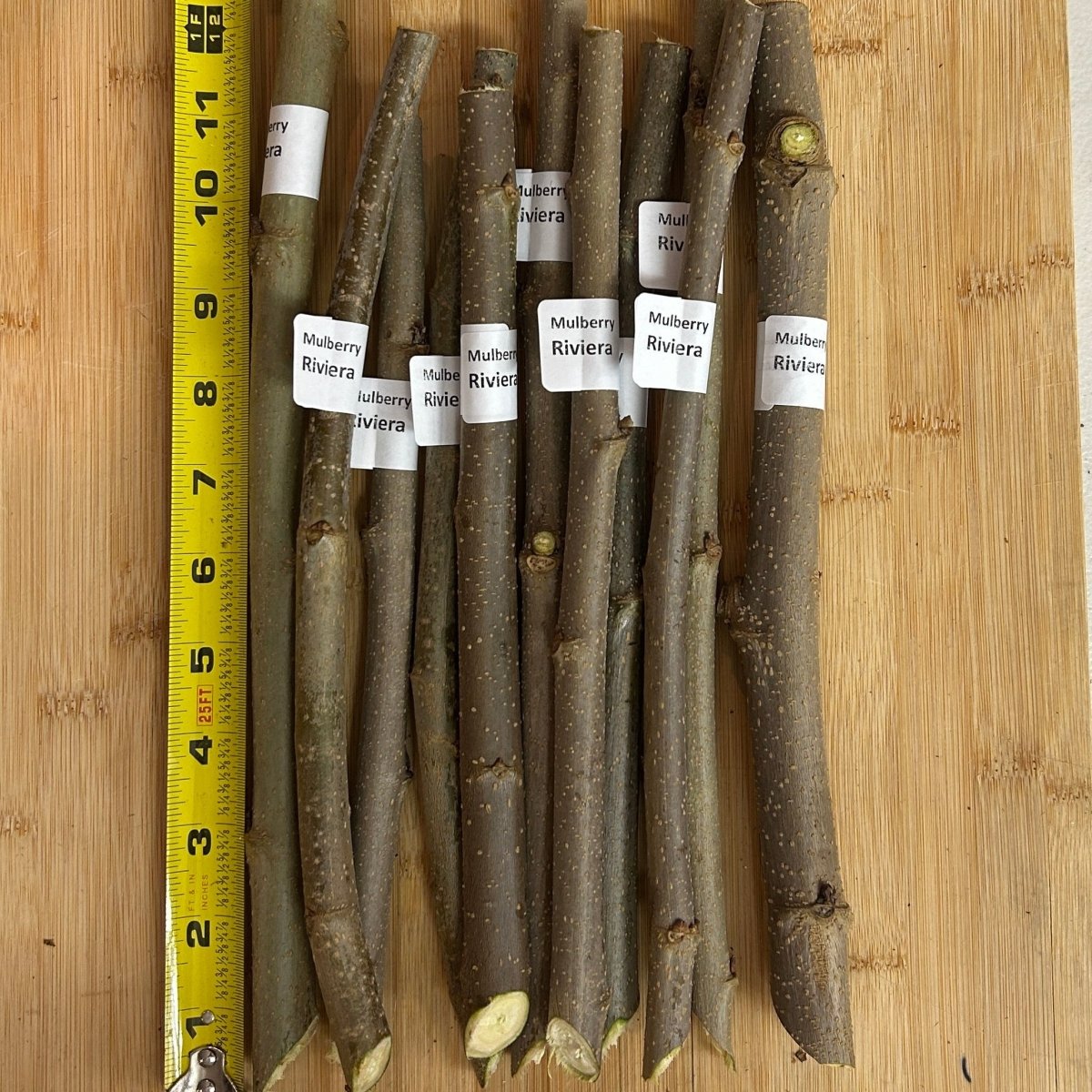 Easier-to-Root Mulberry Bundle - Jan's Best, Riviera, Oscar, Walker's Greenstock - 4pc - Dingdong's Garden