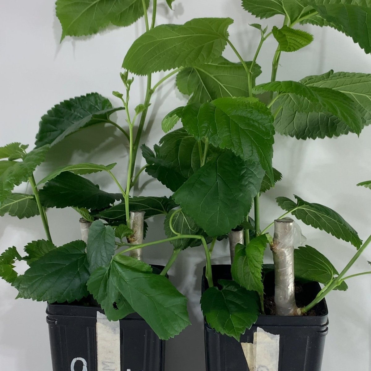 Easier-to-Root Mulberry Bundle - Jan's Best, Riviera, Oscar, Walker's Greenstock - 4pc - Dingdong's Garden