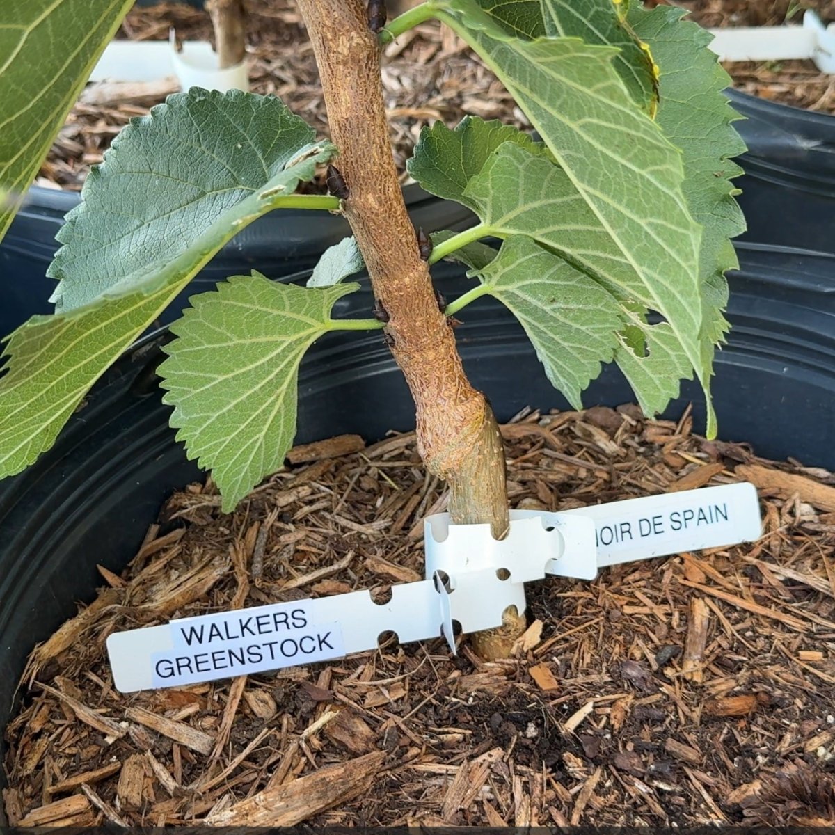 Easier-to-Root Mulberry Bundle - Jan's Best, Riviera, Oscar, Walker's Greenstock - 4pc - Dingdong's Garden