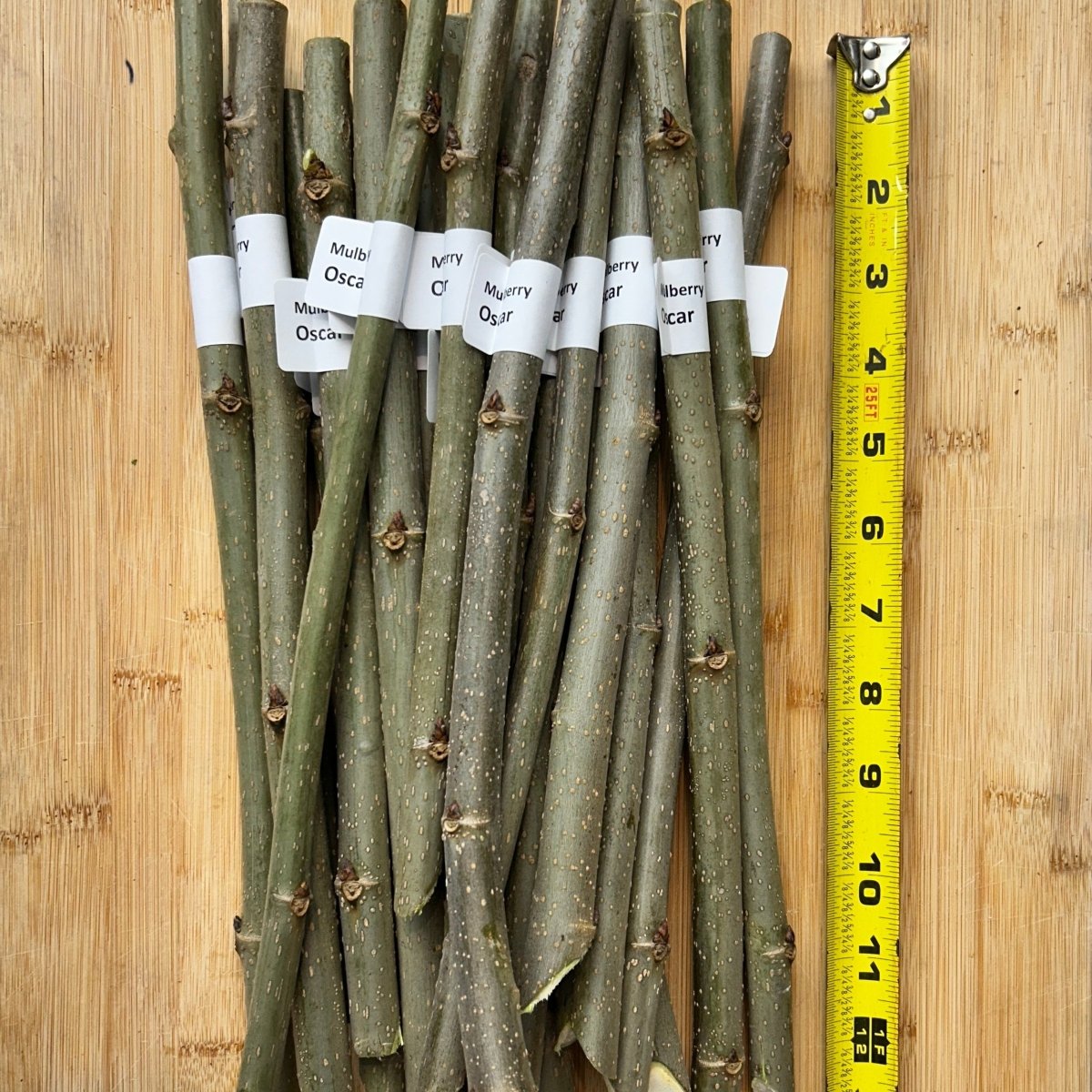 Easier-to-Root Mulberry Bundle - Jan's Best, Riviera, Oscar, Walker's Greenstock - 4pc - Dingdong's Garden