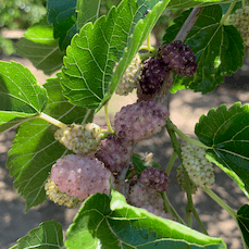 Easter Egg Mulberry Cutting - Dingdong's Garden