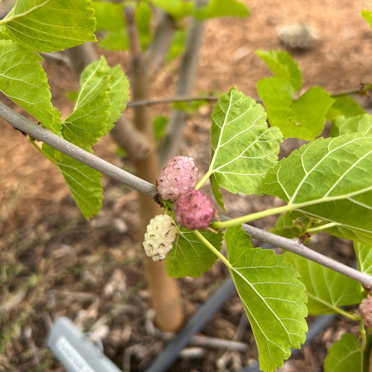 Easter Egg Mulberry Cutting - Dingdong's Garden