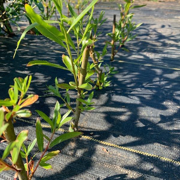 Eastern Black Willow Cutting