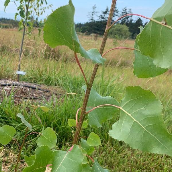 Eastern Cottonwood Poplar Cutting - Dingdong's Garden