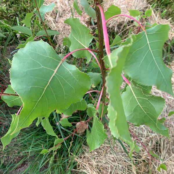 Eastern Cottonwood Poplar Cutting - Dingdong's Garden