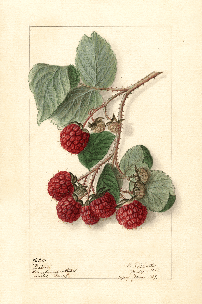 Eaton Raspberry 4x6 Decorative Card - Dingdong's Garden