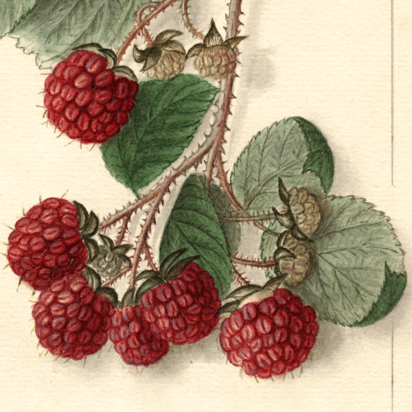 Eaton Raspberry 4x6 Decorative Card - Dingdong's Garden