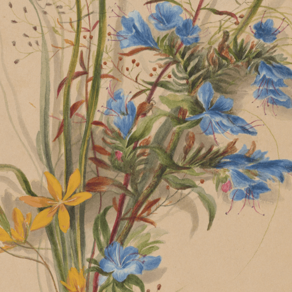 Echium vulgare, Hypoxis erecta, Lechea hrymiflora (Vipers Bugloss, Star Grass, Pinweed) Wildflower 4x6 Decorative Card