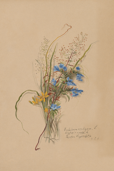 Echium vulgare, Hypoxis erecta, Lechea hrymiflora (Vipers Bugloss, Star Grass, Pinweed) Wildflower 4x6 Decorative Card