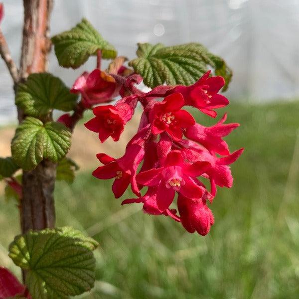 Elk River Flowering Currant Cutting - Dingdong's Garden